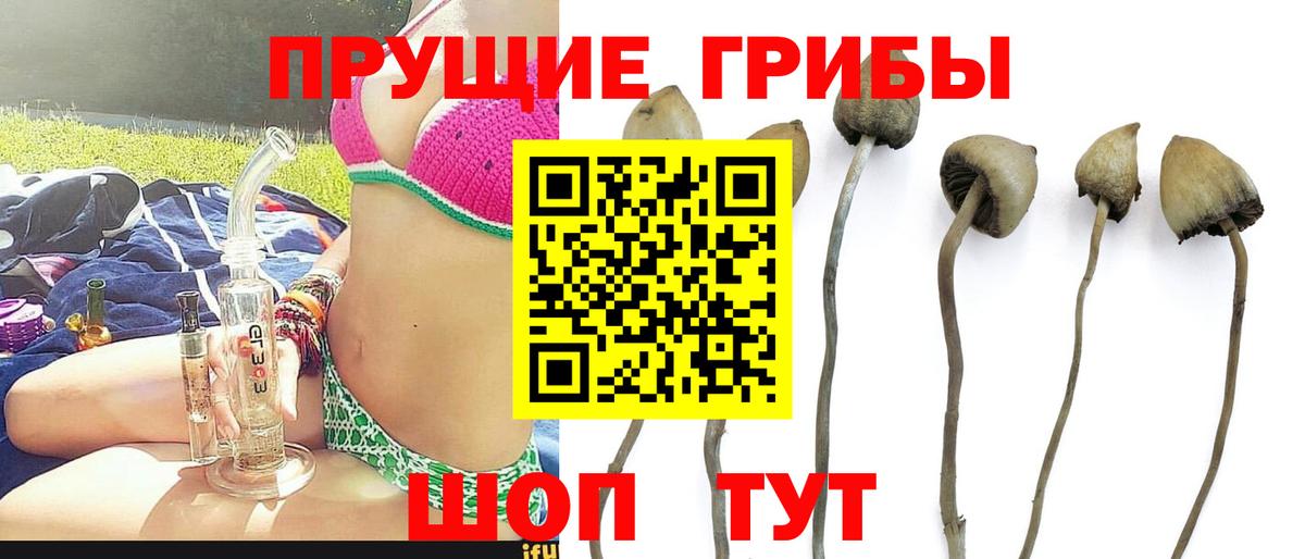 Псилоцибиновые грибы Psilocybine cubensis Магнитогорск